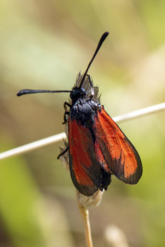 Specie di Zygaena di fine maggio - inizio luglio